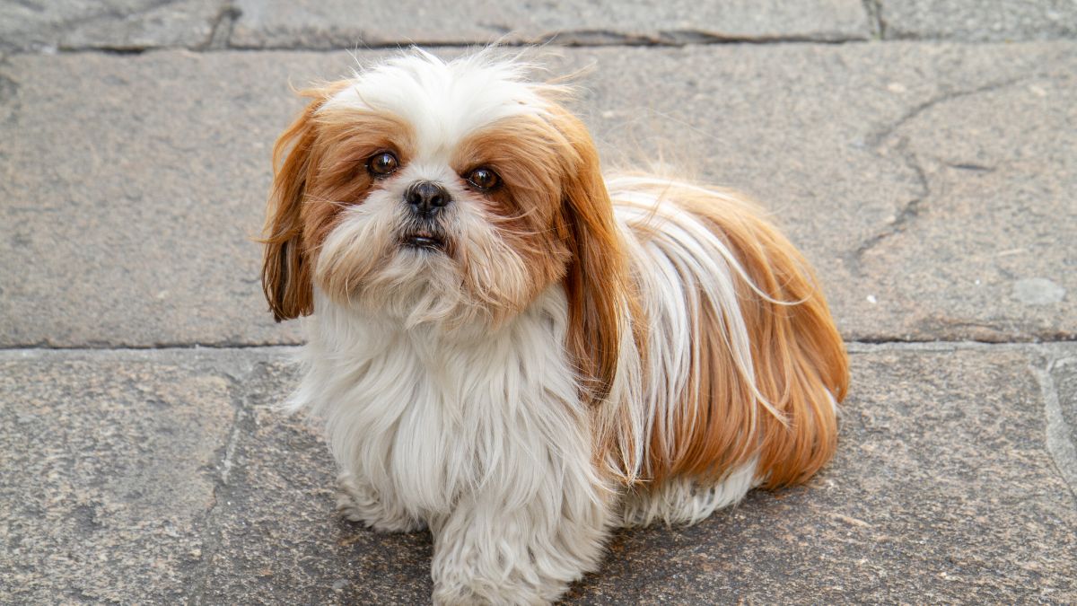 most popular dog breeds owned by Indians (1)