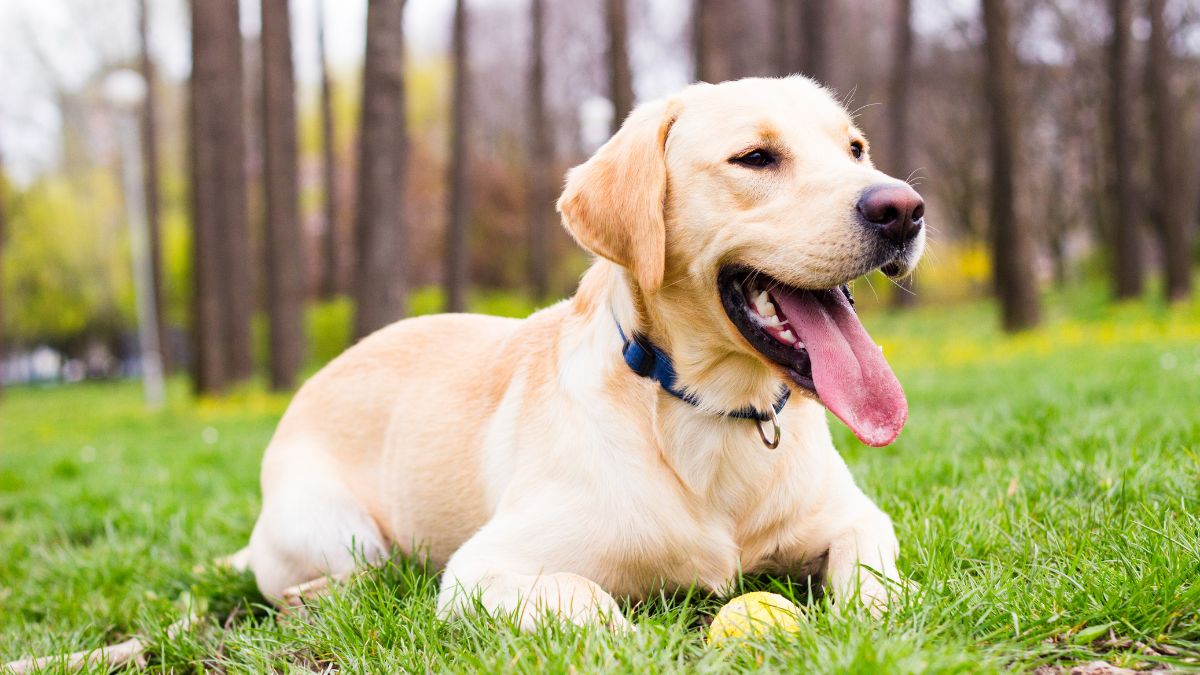 most popular dog breeds owned by Indians (2)