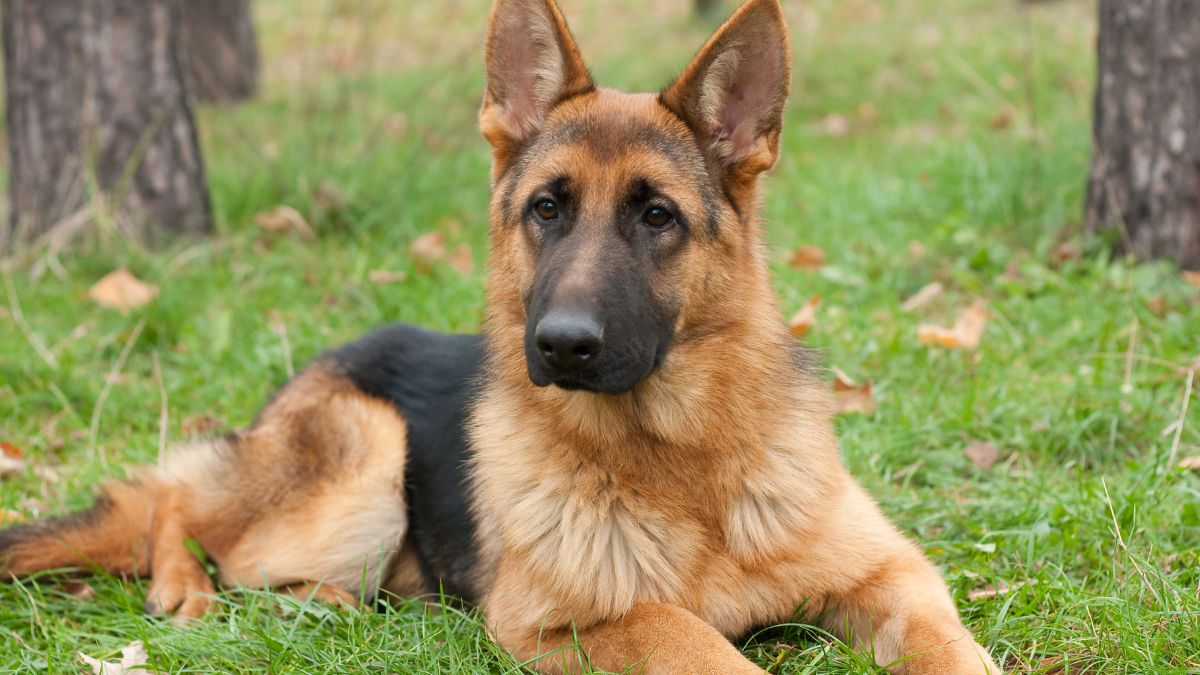 most popular dog breeds owned by Indians (4)