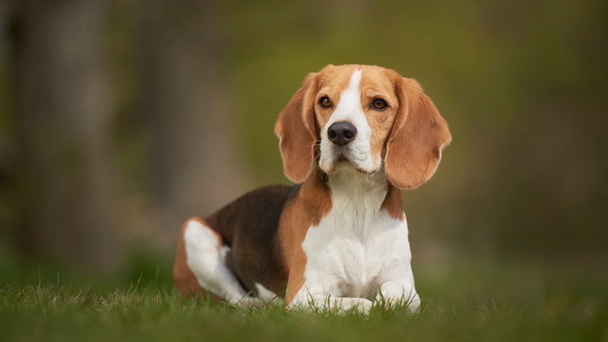 most popular dog breeds owned by Indians (6)