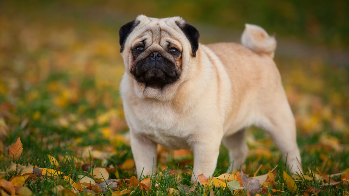 most popular dog breeds owned by Indians (7)