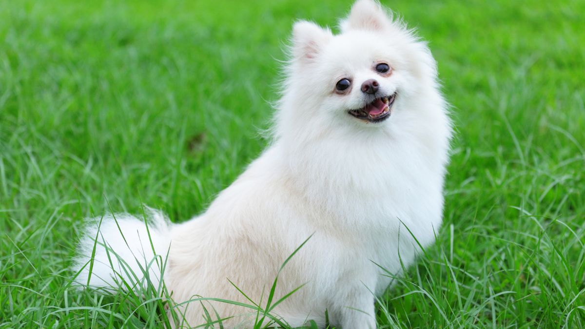 most popular dog breeds owned by Indians (8)