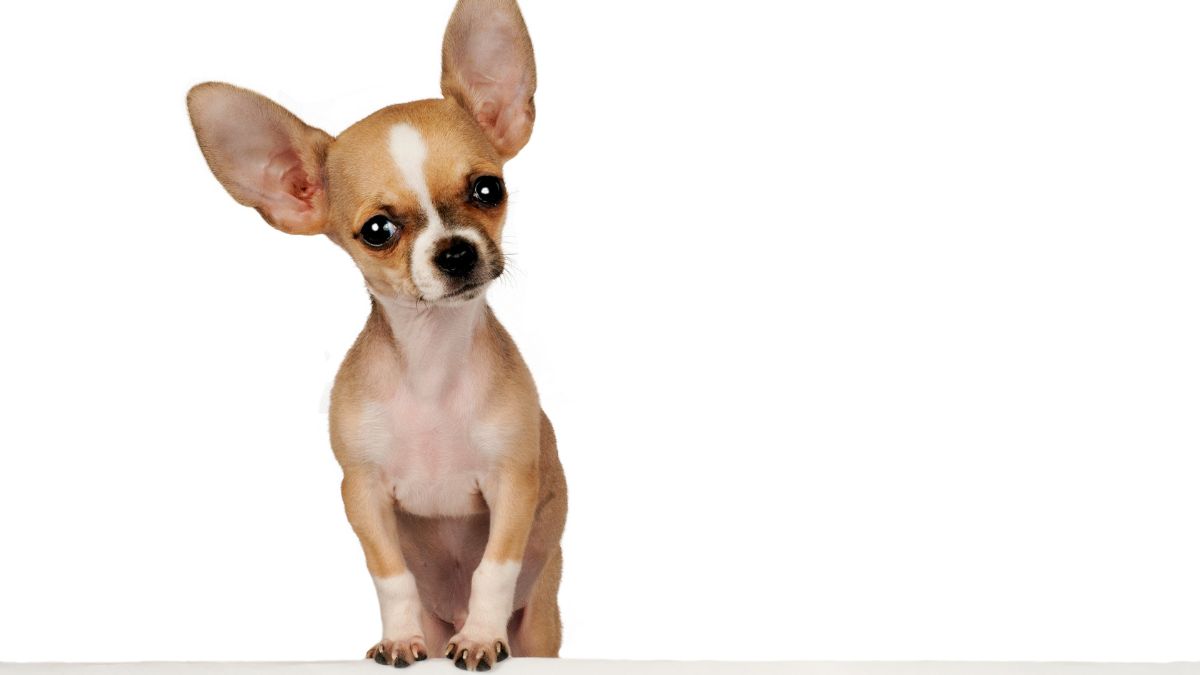 most popular dog breeds owned by Indians (9)
