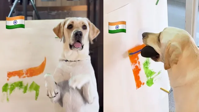 labrador-dali-becomes-first-indian-dog-to-paint-the-national-flag-in-adorable-viral-video-independence-day-2025