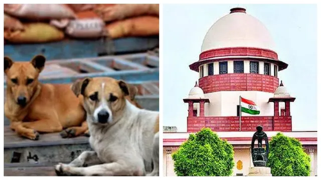 sc-on-stray-dogs-case-stays-animal-removal-from-delhi-ncr-order-upholds-dog-bites-in-2024-says-solicitor-general-kapil-sibal-latest-updates