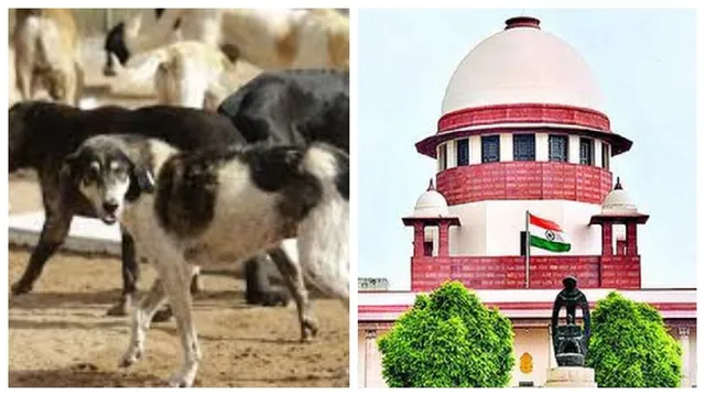 stray-dogs-judiciarys-responsibility-to-have-courage-to-check-what-sc-said-in-its-order-that-triggered-stir