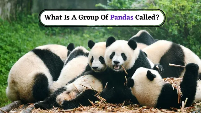 what-is-a-group-of-pandas-called-the-funny-answer-will-make-you-laugh