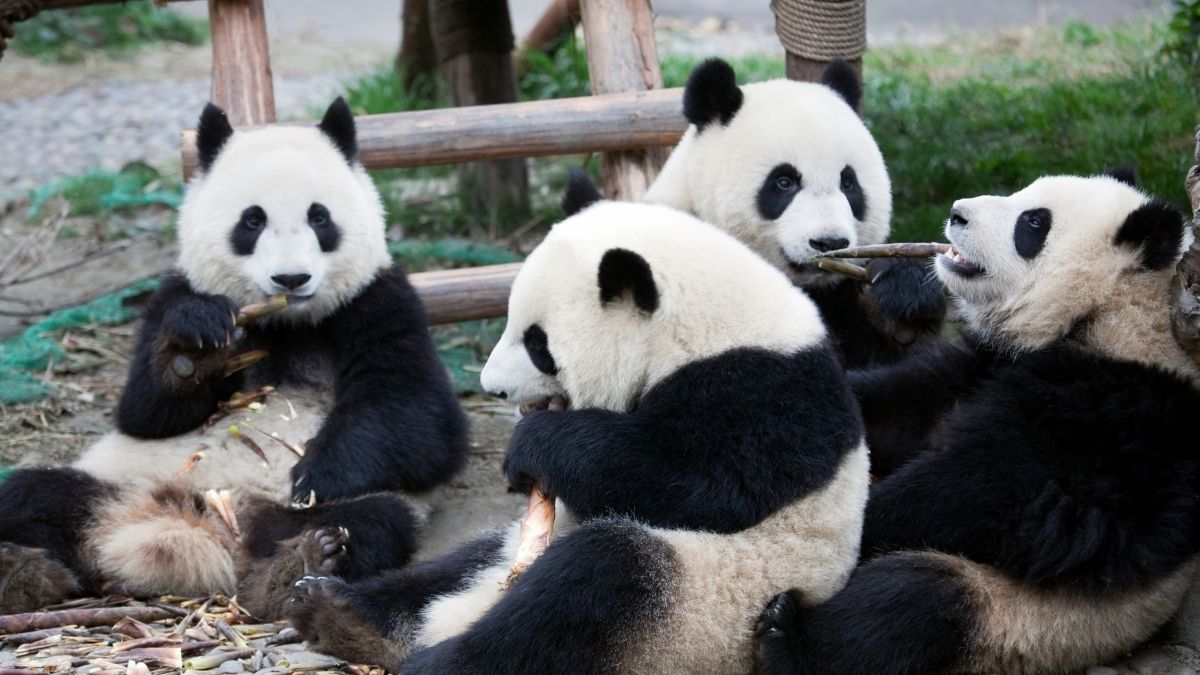 what is a group of pandas called  (1)