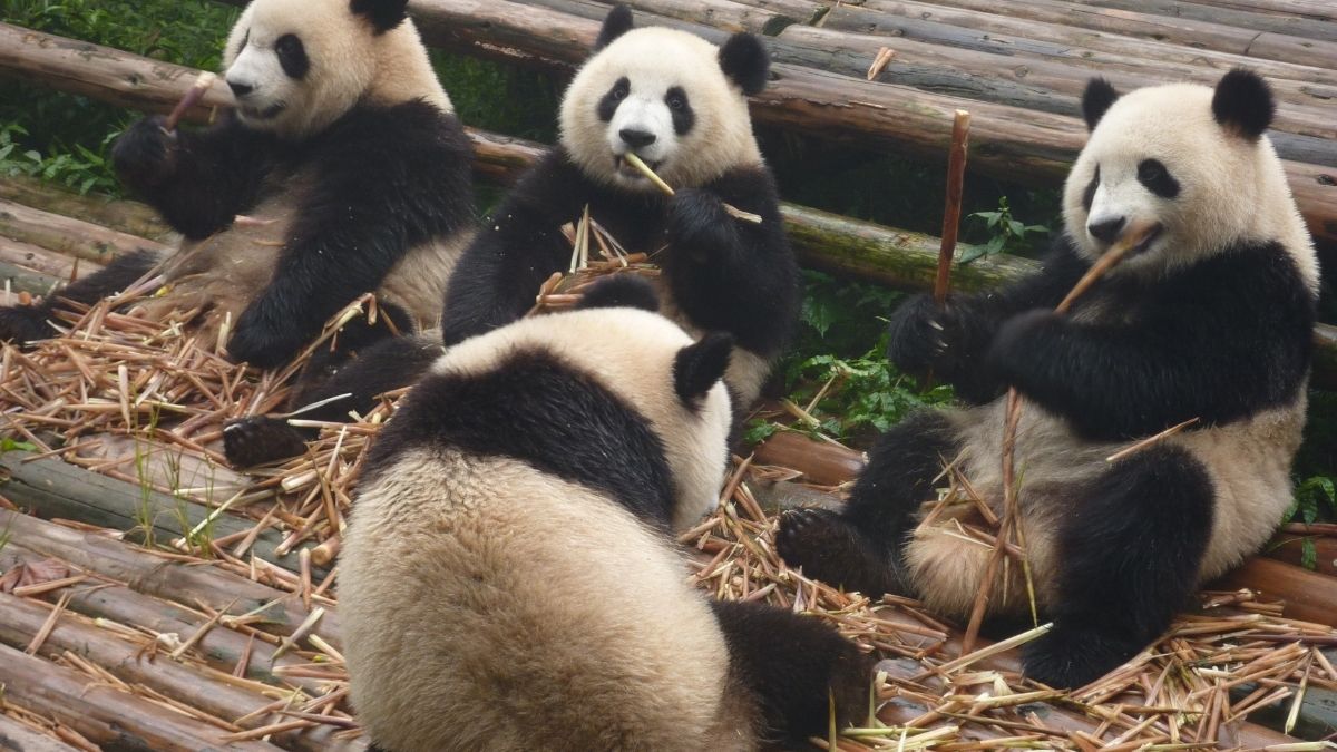 what is a group of pandas called  (2)