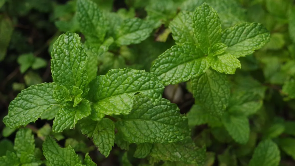 top-6-medicinal-herbs-you-can-easily-grow-in-your-balcony-garden