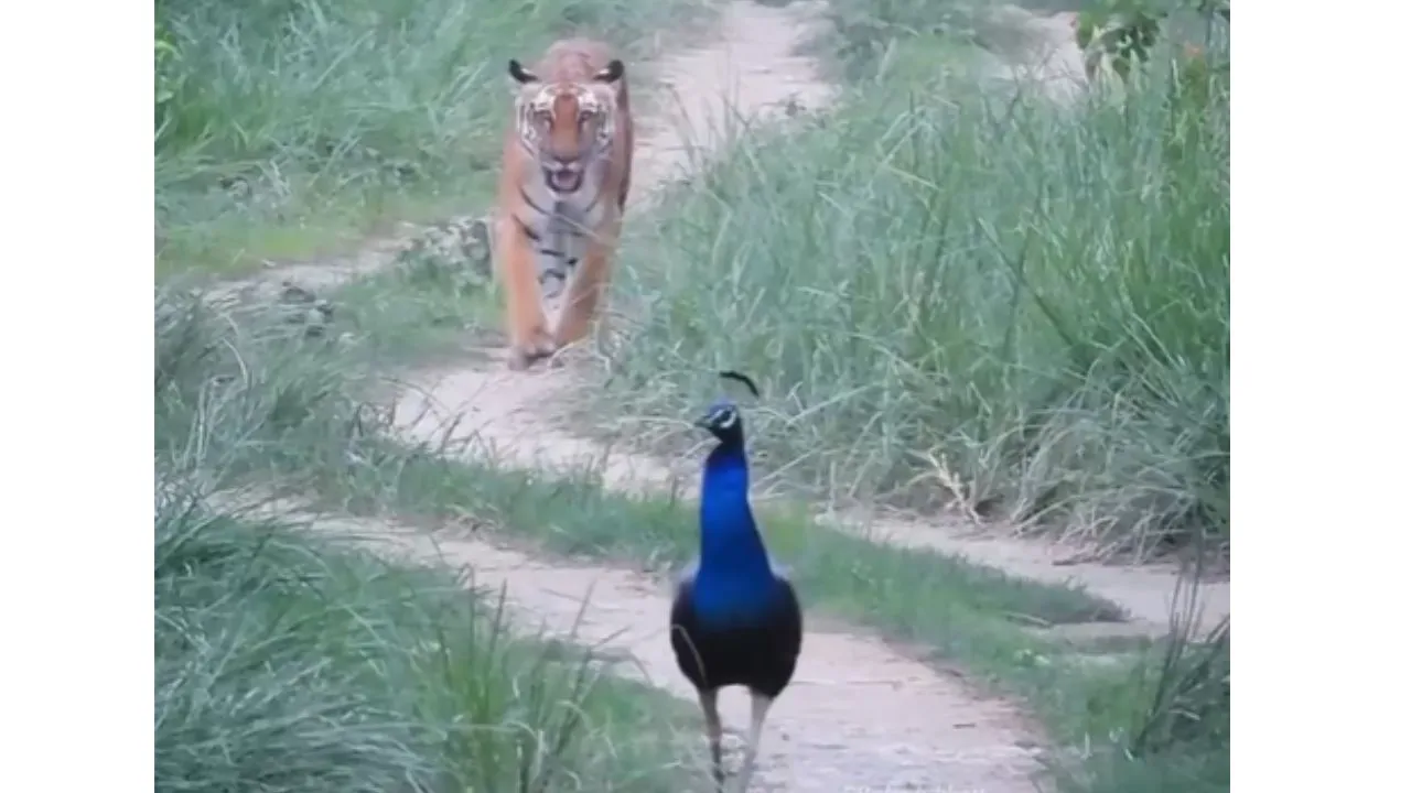 national-animal-tiger-and-national-bird-peacock-spotted-together-on-independence-day-reflecting-india-wild-beauty-video