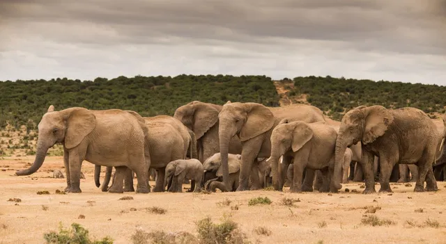 what-is-a-group-of-elephants-called
