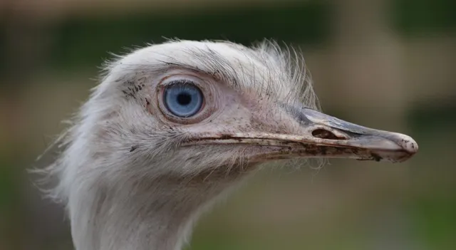 which-animals-eye-is-bigger-than-its-brain