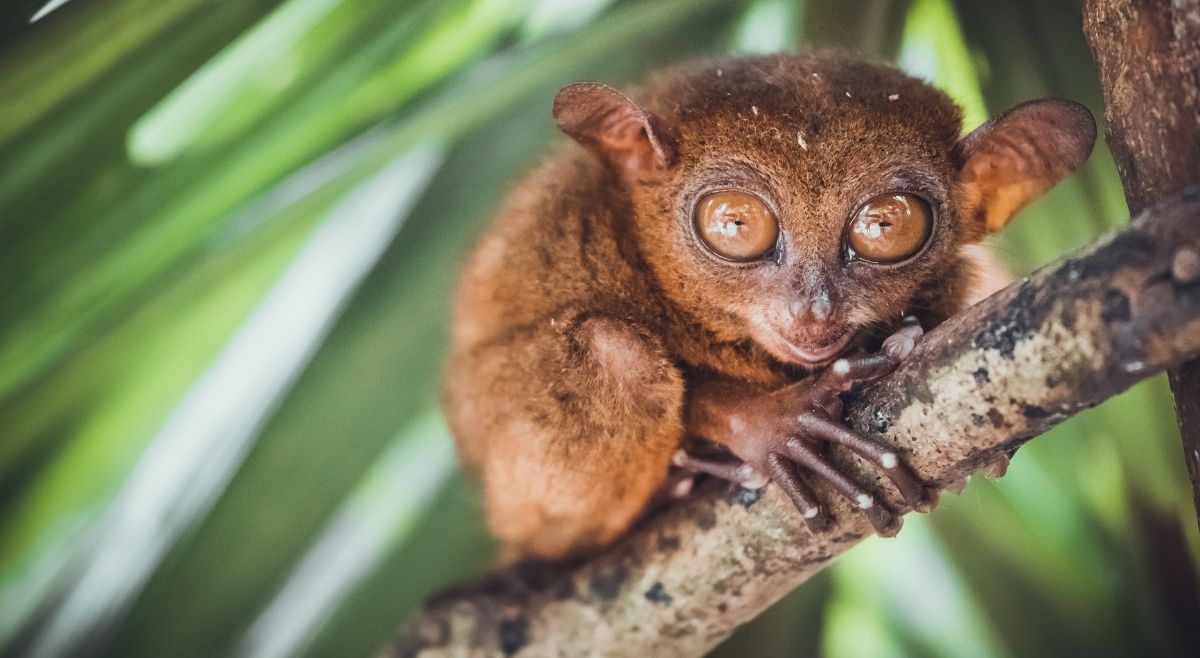 Tarsiers