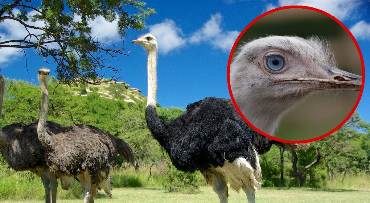 eyes bigger than brain