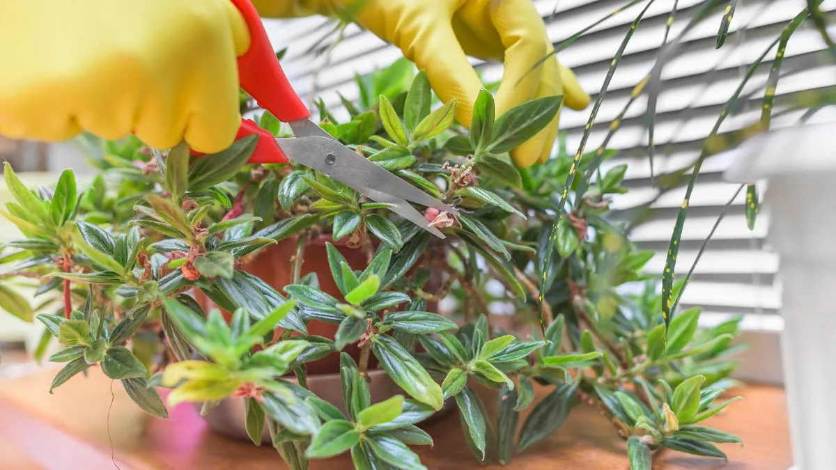 6-ways-to-revive-your-dying-houseplants
