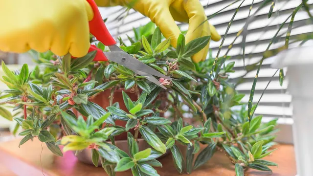 6-ways-to-revive-your-dying-houseplants