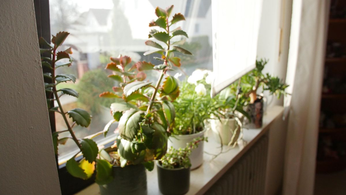 Ways To Save Dying Houseplants