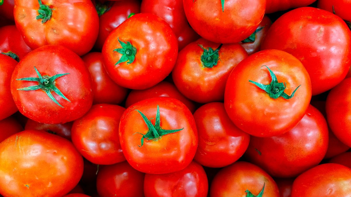 how to grow tomatoes in plastic bottle