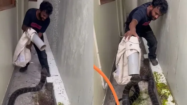 man-fearlessly-catches-massive-king-cobra-in-bag-using-just-pipe-viral-video-sends-internet-into-shock
