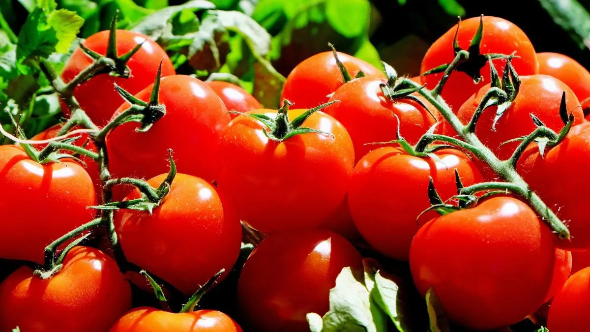 how-to-grow-tomatoes-in-plastic-bottles-at-home