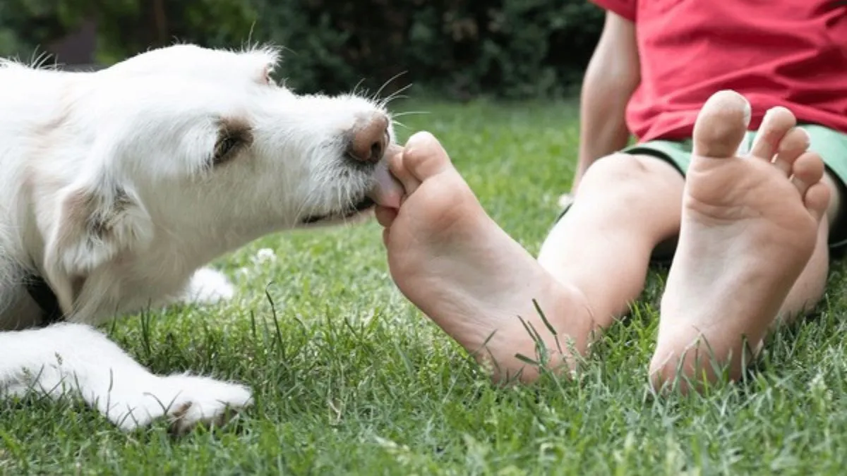 why-do-dogs-lick-human-feet-and-legs-surprising-reasons-explained