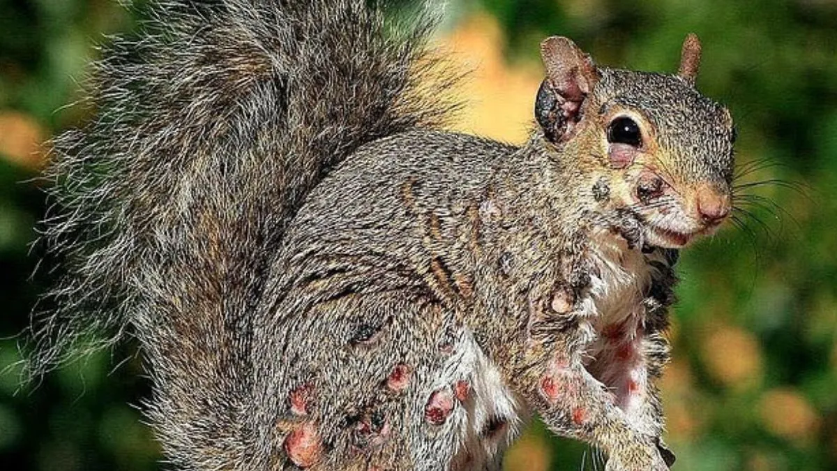 zombie-squirrels-disturbing-images-of-squirrels-spark-fear-amid-mysterious-sightings-across-us