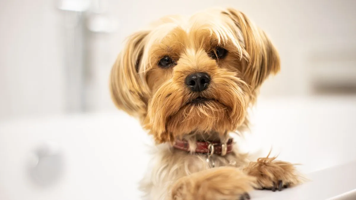 6-low-maintenance-dog-breeds-that-are-perfect-for-busy-people