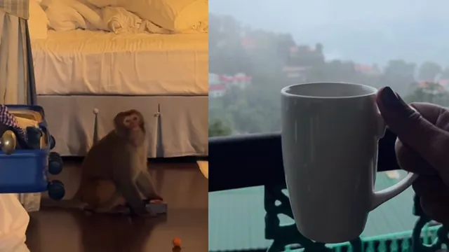 monkey-crashes-mussoorie-hotel-room-feasts-on-bananas-and-biscuits-leaving-couple-locked-out-video