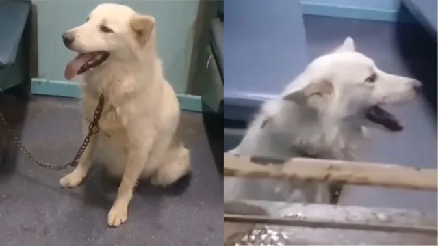 pet-dog-abandoned-and-chained-inside-train-coach-in-bihar-netizens-demand-strict-action-against-owner