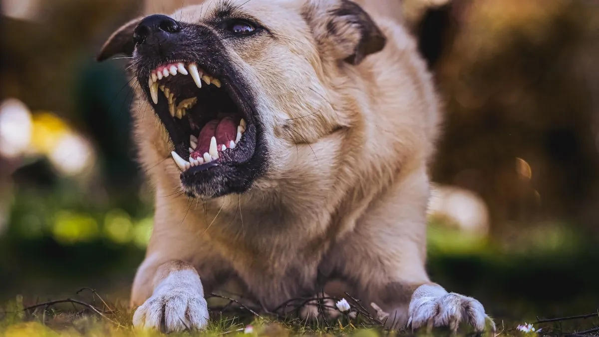 karnataka-4yearold-girl-dies-of-rabies-in-bengaluru-hospital-after-stray-dog-bite-in-davangere