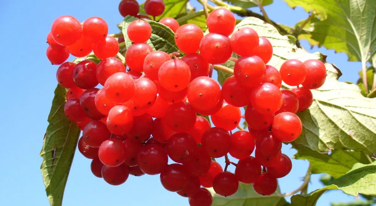 which-fruit-can-bounce-back-the-answer-will-surprise-you