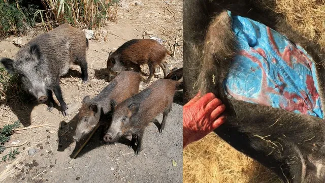 wild-pig-flesh-turns-neon-blue-in-california-why-its-happening-and-how-pork-meat-could-lead-to-death