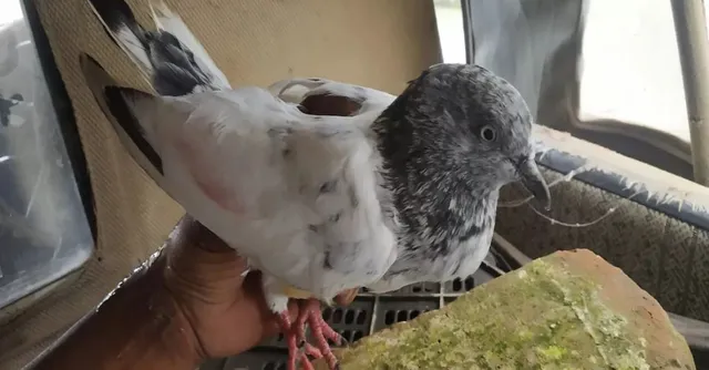 jammu-pigeon-carrying-threat-note-caught-near-border-security-agencies-suspect-role-of-pakistani-terrorists