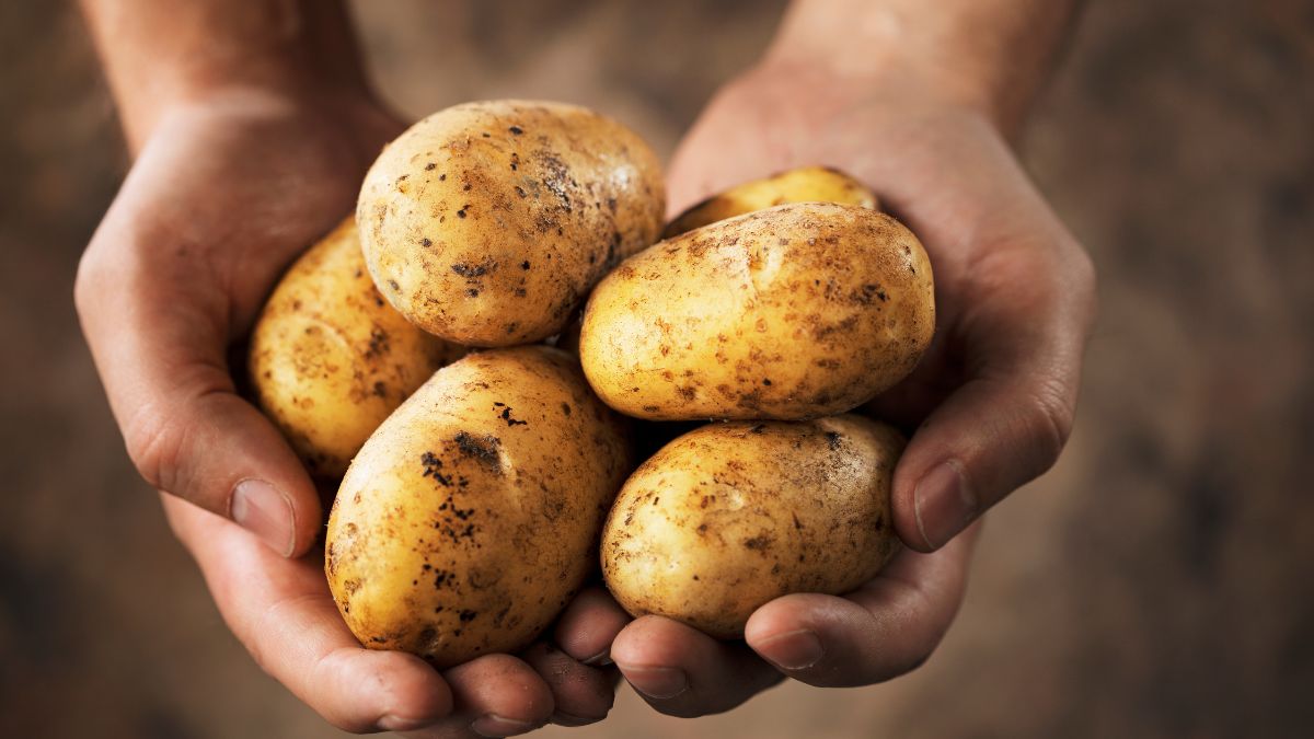 top 10 potato producing countries in the world  (1)