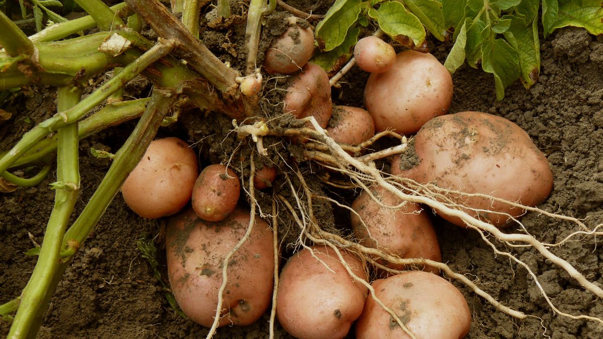 top 10 potato producing countries in the world  (2)