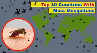 10 Countries With Most Mosquitoes In The World: India In Top 5