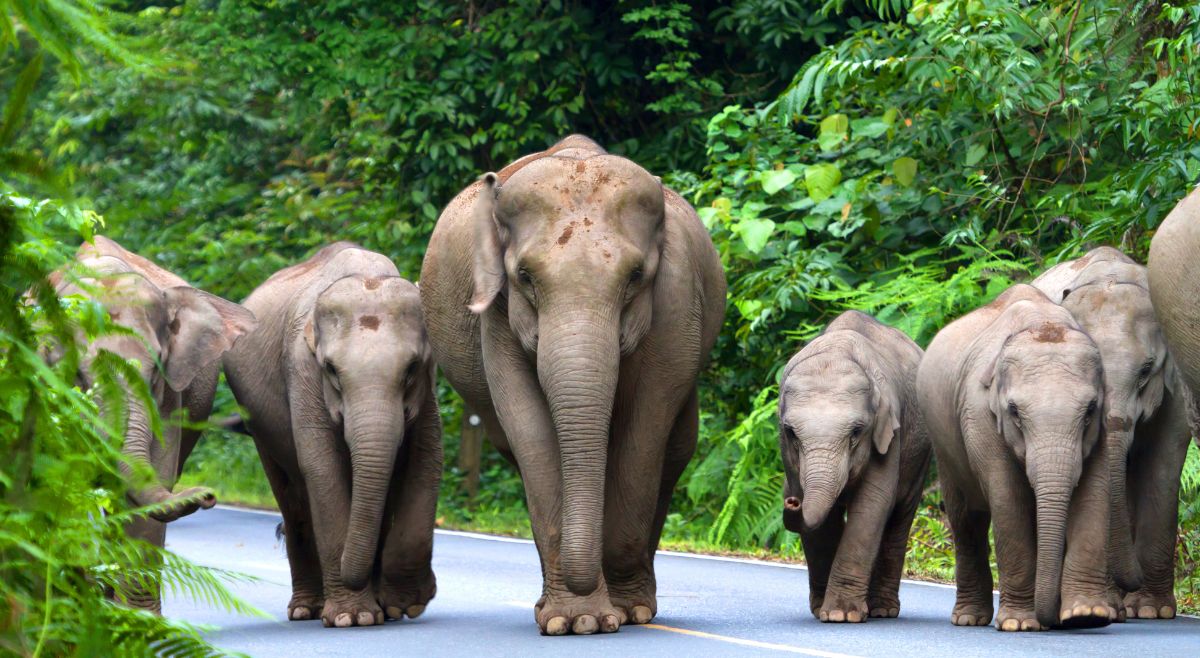 elephants-use-the-earth-as-their-phone-discover-their-unique-ways-of-communication