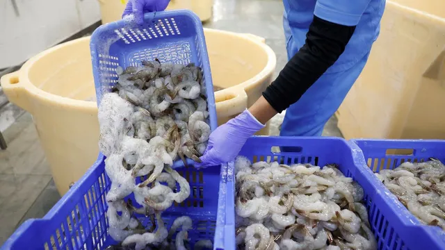 radioactive-shrimps-found-walmart-pulls-great-value-frozen-seafood-from-stores-throw-immediately