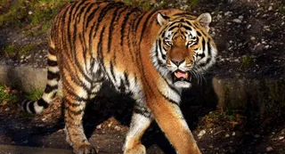 Wildlife Tourism: UP Govt To Open Dudhwa, Pilibhit, Ranipur Tiger Reserves From November 1; Online Booking Soon