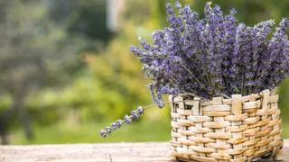 Easy Tips To Grow Lavender In Small Pots On Your Balcony Garden