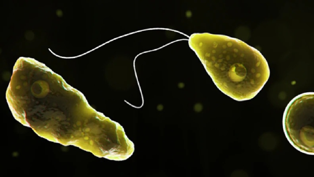 kerala-reports-third-case-of-amoebic-meningitis-what-is-brain-eating-amoeba-symptoms-to-precautions-all-you-need-to-know