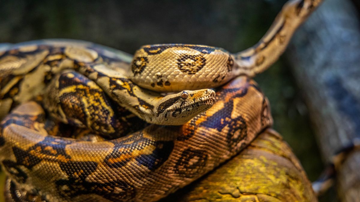 mumbai-news-10foot-python-enters-housing-complex-in-mulund-amid-heavy-rain