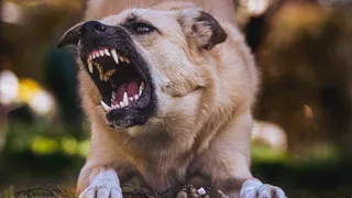 UP: Toddler Dies Of Rabies After Stray Dog Licks Wound, Family Claims 'He Started Panting With His Tongue Out'
