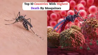 Top 10 Countries With Highest Death By Mosquitoes |World Mosquito Day