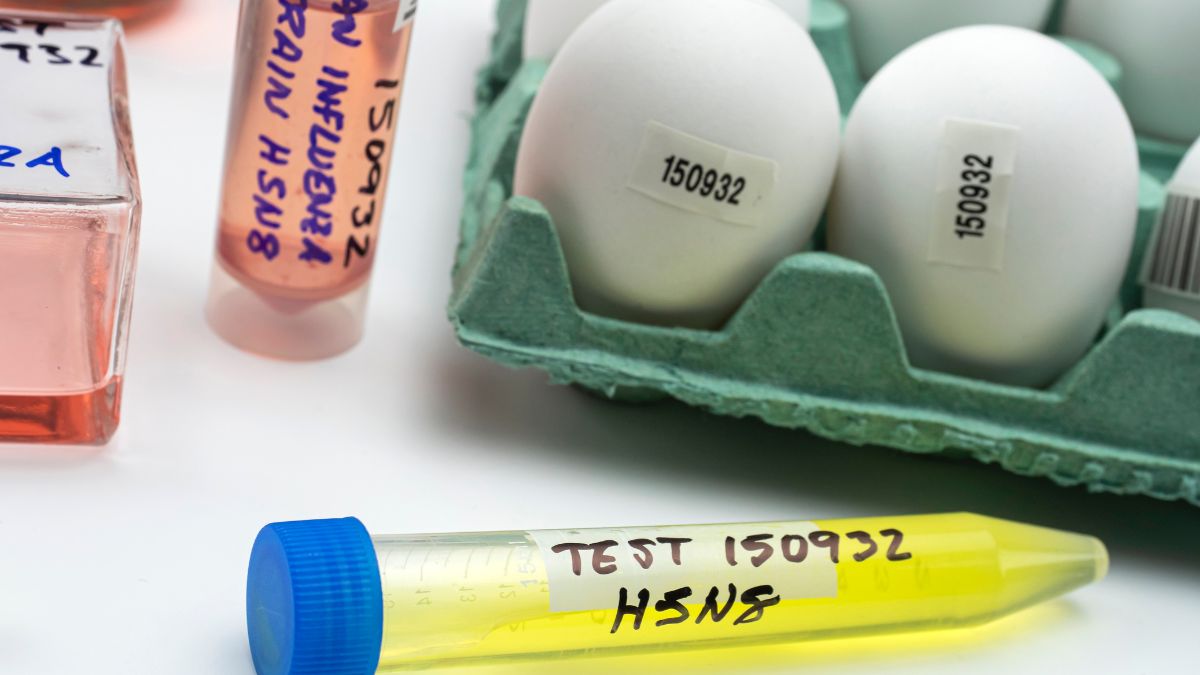 Bird Flu Symptoms And Prevention