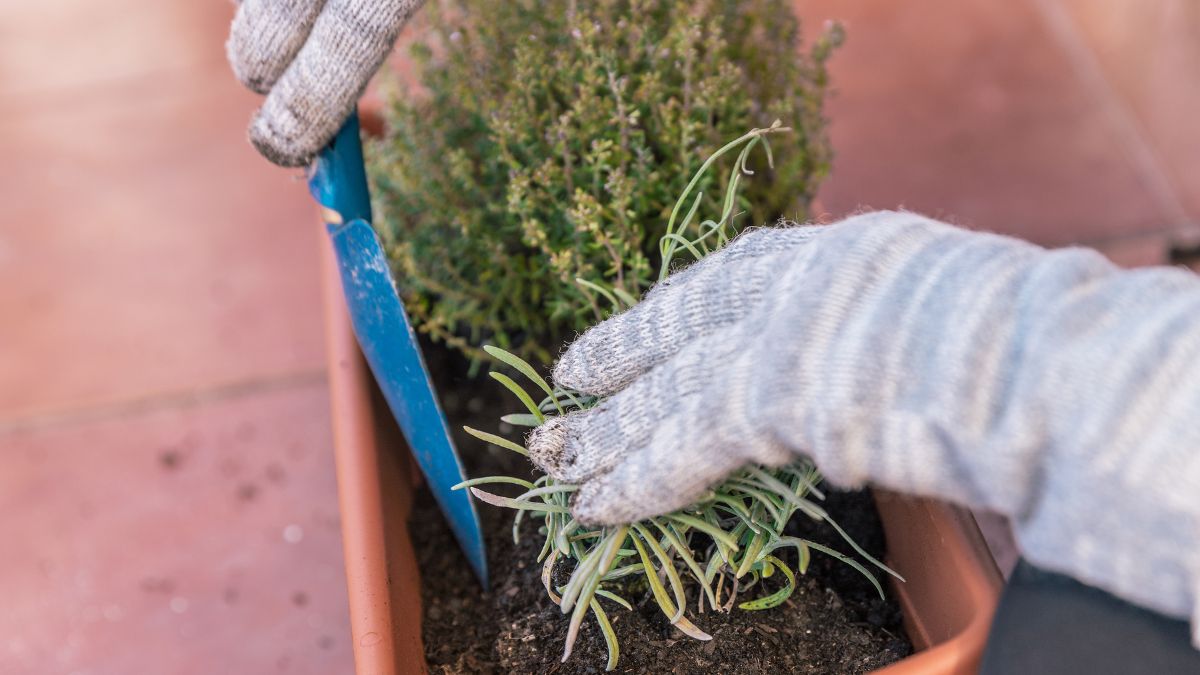 Tips To Grow Lavender In Small Pots At Home