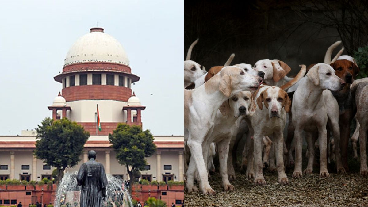 supreme-court-to-deliver-verdict-on-stray-dog-relocation-order-in-delhi-ncr-tomorrow