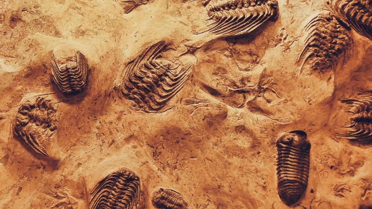 dinosaur-fossils-in-rajasthan-suspected-remains-found-in-jaisalmer-gsi-to-investigate-shocking-details