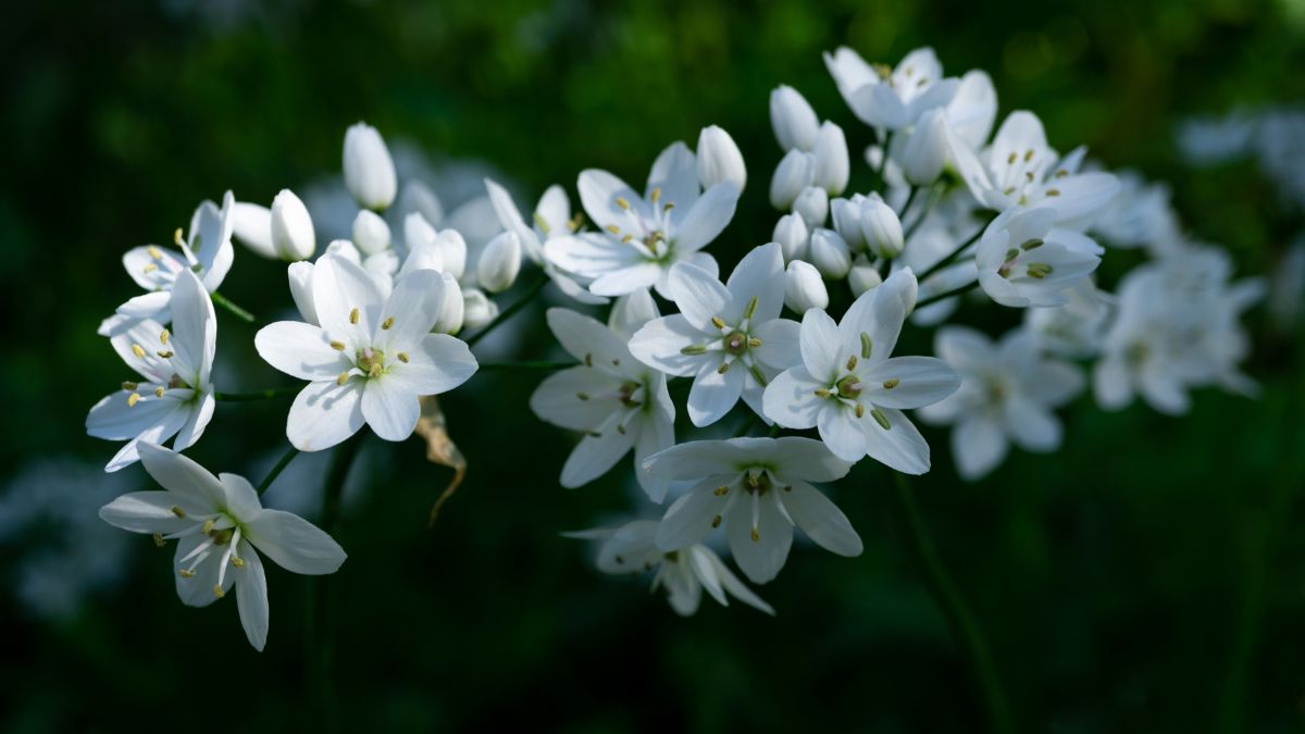 Night Blooming Plants
